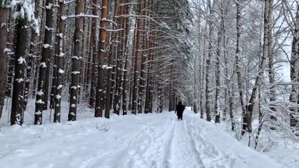 Люди в темній куртці прогулюються по засніженому лісу взимку . — стокове відео