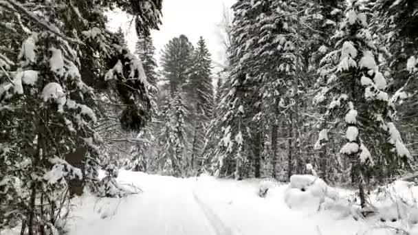 穿过冬天的森林 雪树和一条越野滑雪道 美丽而不寻常的道路和森林小径 美丽的冬季风景 在森林里滑雪 滑雪运动 — 图库视频影像