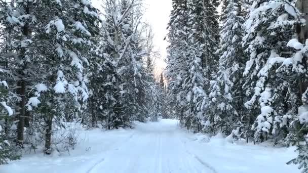 穿过冬天的森林 雪树和一条越野滑雪道 美丽而不寻常的道路和森林小径 美丽的冬季风景 在森林里滑行 — 图库视频影像