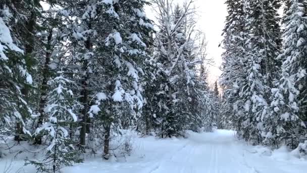 Ein Spaziergang Durch Den Winterwald Schneebäume Und Eine Langlaufloipe Schöne — Stockvideo