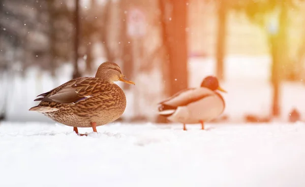 Retrato Pato Parque Público Invierno Los Rayos Luz Solar Las — Foto de Stock