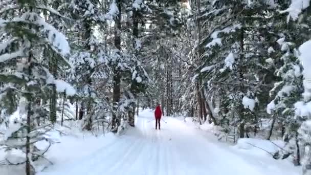 Een Wandeling Door Het Winterbos Sneeuwbomen Een Langlaufloipe Mooie Ongewone — Stockvideo