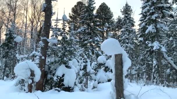 穿过冬天的森林 雪树和一条越野滑雪道 美丽而不寻常的道路和森林小径 美丽的冬季风景 在森林里滑行 — 图库视频影像