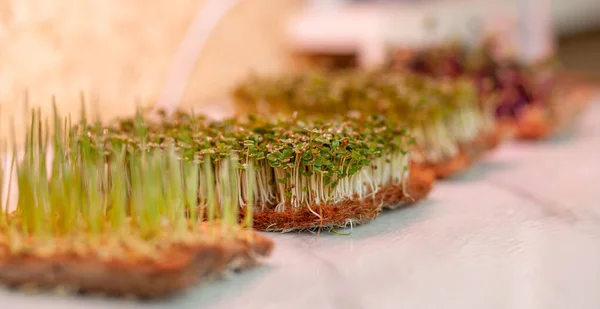 Close-up of micro greens of mustard, arugula and other plants at home. Growing mustard and arugula sprouts in closeup at home. The concept of vegan and healthy food. micro greenery under grow lamp