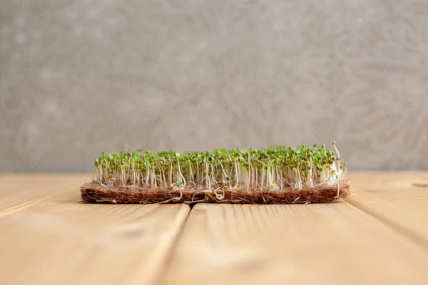 Close-up of micro-greens of mustard, arugula and other plants at home. Growing mustard and arugula sprouts in close-up at home. The concept of vegan and healthy food. Sprouted seeds, micro-greens