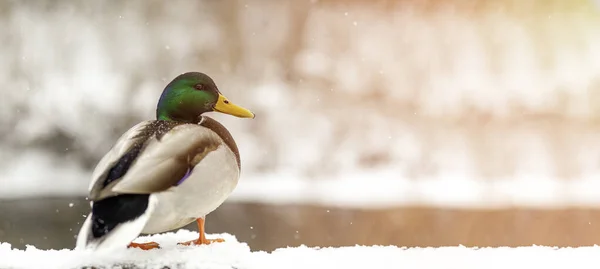 Retrato Pato Parque Público Invierno Los Rayos Luz Solar Las — Foto de Stock