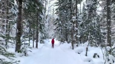 Kış ormanında bir yürüyüş. Kar ağaçları ve kayak pisti. Güzel ve alışılmadık yollar ve orman patikaları. Güzel kış manzarası. Ormanda kayak yapmak. Kayak hareketi