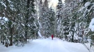 Kış ormanında bir yürüyüş. Kar ağaçları ve kayak pisti. Güzel ve alışılmadık yollar ve orman patikaları. Güzel kış manzarası. Ormanda kayak yapmak. Kayak hareketi