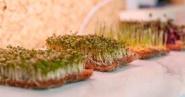 Evdeki mikro yeşillik hardal, roka ve diğer bitkilere yakın çekim. Evde yakın planda hardal ve roka filizleri yetiştiriyorlar. Vejetaryen ve sağlıklı yemek kavramı. Büyüyen lamba altında mikro yeşillik