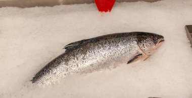 Dükkanın tezgahında ya da markette buzda taze deniz balığı var.