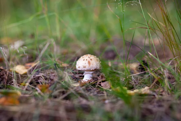 森林里美丽的蘑菇 秋天森林里的食用菌或非食用菌 森林里的蘑菇采摘 — 图库照片