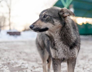 Kışın başıboş bir köpek. Büyük bir melez sokak köpeğinin portresi. Kışın beyaz arka planda bir kenara çekilmiş. Uzayı kopyala Köpeğin gözleri sahibini arıyor..