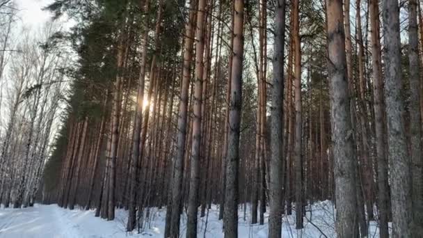 Lumière Soleil Travers Les Arbres Dans Forêt Arbres Neige Piste — Video