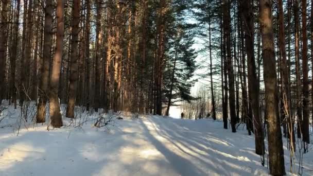 冬天阳光穿过森林里的树木 针叶林 一个男人在森林里滑雪板 — 图库视频影像