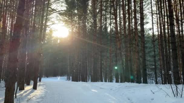 Solsken Genom Träden Skogen Snö Träd Och Längdskidspår Vackra Och — Stockvideo