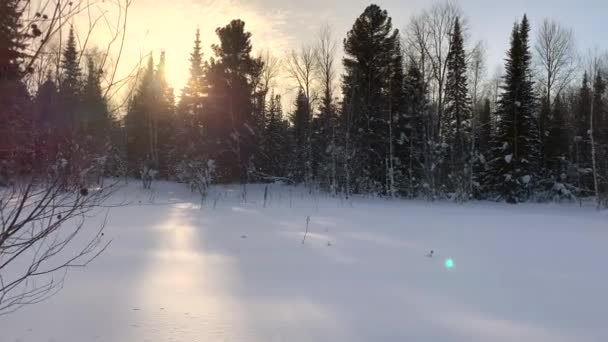 阳光穿过森林里的树木 雪树和一条越野滑雪道 美丽而不寻常的道路和森林小径 美丽的冬季风景 这些树成排地站着 — 图库视频影像