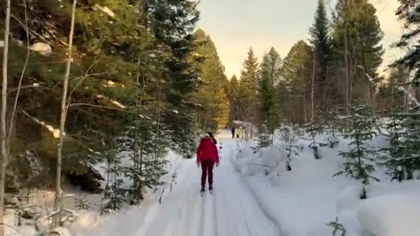Een Wandeling Door Het Winterbos Sneeuwbomen Een Langlaufloipe Mooie Ongewone — Stockvideo