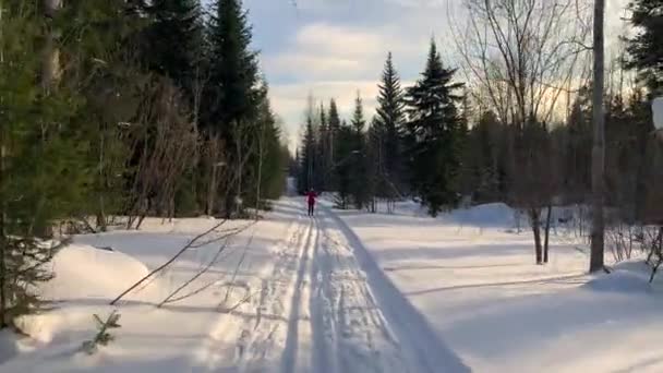 Ein Spaziergang Durch Den Winterwald Schneebäume Und Eine Langlaufloipe Schöne — Stockvideo