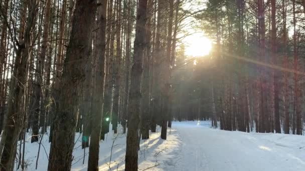 Luz Solar Através Das Árvores Floresta Árvores Neve Uma Pista — Vídeo de Stock