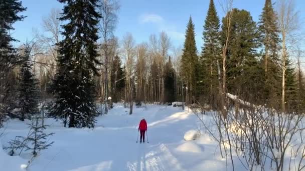 Прогулка Зимнему Лесу Снежные Деревья Лыжня Красивые Необычные Дороги Лесные — стоковое видео