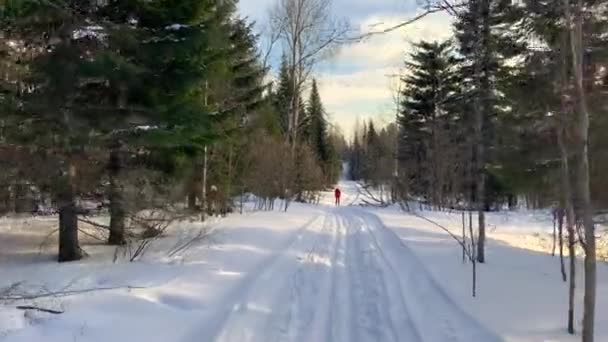 Прогулка Зимнему Лесу Снежные Деревья Лыжня Красивые Необычные Дороги Лесные — стоковое видео