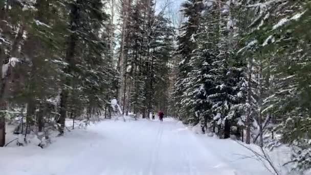 Berjalan Melalui Hutan Musim Dingin Pohon Salju Dan Jalur Ski — Stok Video