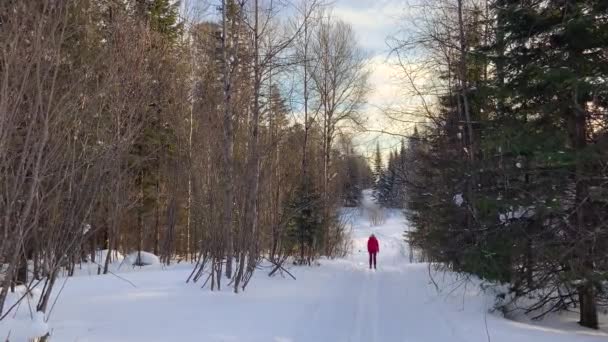 冬の森を散策 雪の木とクロスカントリースキートレイル 美しく珍しい道路や森林歩道 美しい冬の風景 森の中でスキー スキー運動 — ストック動画