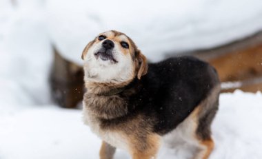 Kışın başıboş bir köpek. Büyük bir melez sokak köpeğinin portresi. Kışın beyaz arka planda bir kenara çekilmiş. Uzayı kopyala Köpeğin gözleri sahibini arıyor..