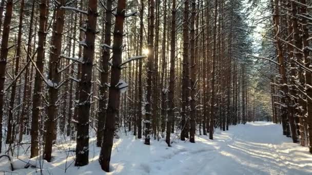 Sonnenlicht Durch Die Bäume Wald Schneebäume Und Eine Langlaufloipe Schöne — Stockvideo