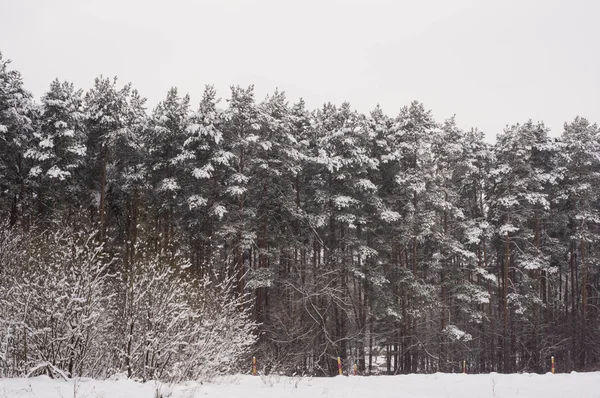 A madeira coberta de neve em tempo nublado — Fotografia de Stock