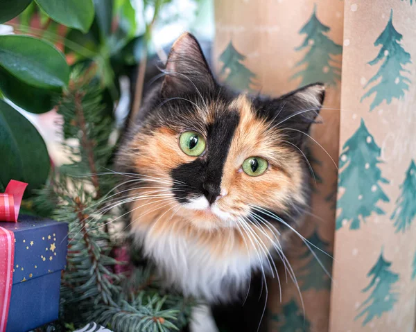 Engraçado bonito curioso colorido gato cabeça entre decorações de Natal close-up. — Fotografia de Stock