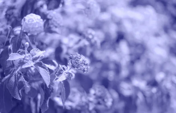 아름다운 만년설로 뒤덮인 화단의 배경입니다 페리이다 이미지 부드러운 — 스톡 사진