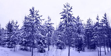 Mysterious winter fir trees forest close up in color of 2022 year Very Peri. Horizontal orientation.