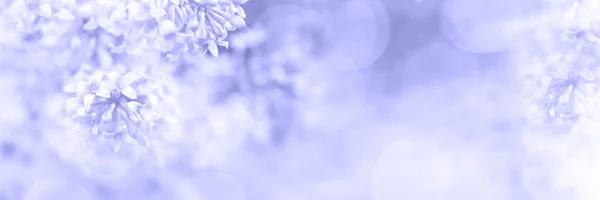 Beautiful Blurred Design Border Lilac Flowers Bokeh Invitation Greeting Card — стоковое фото