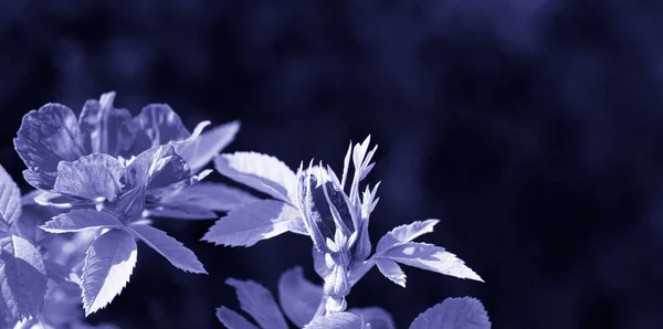 Sunlit Rosehip Flowers Dark Backdrop Beautiful Creative Background Blooming Greenery — стоковое фото