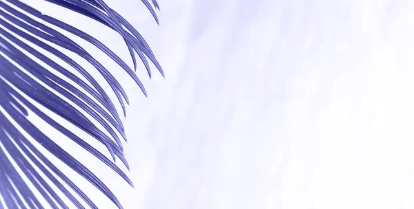 Close Palm Leaf Blurred Marble Background Copy Space Selective Focus — ストック写真