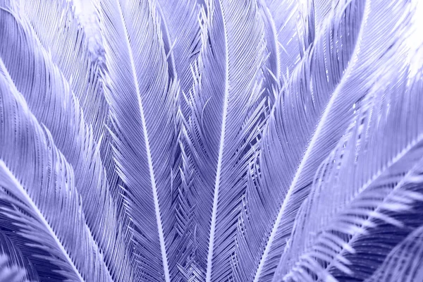 Close Sunlit Tropical Palm Leaves Background Wallpapers Creative Tropic Foliage — Stock Photo, Image