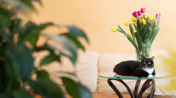 Черно Белый Кот Лежит Стеклянном Столе Свежим Весенним Букетом Тюльпанов — стоковое фото