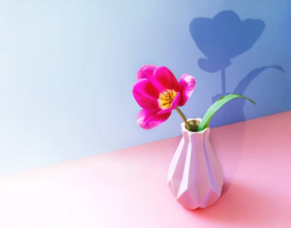 2つのトーンピンク紫色の背景に流行の影と創造的な花瓶のピンクチューリップの花。スペースのコピー. — ストック写真