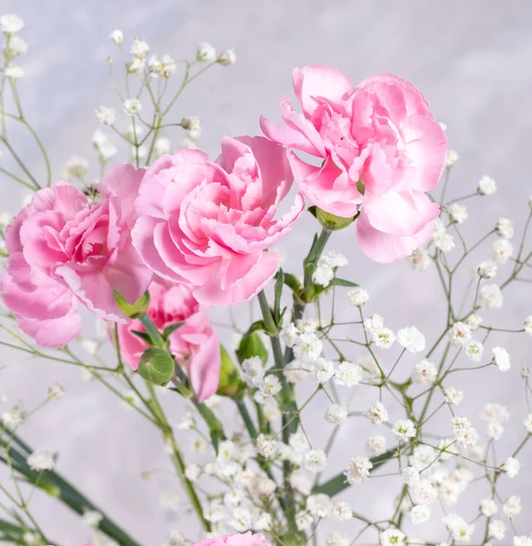 Pink Carnations Gypsophila Flowers Light Grey Backdrop Close Celebration Greeting — Stock Photo, Image