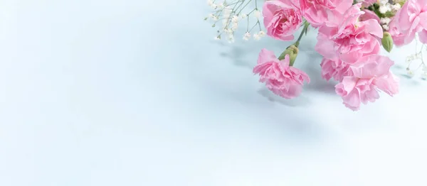 Banner com cravos rosa delicados e gypsophila no fundo azul claro. Espaço de cópia. — Fotografia de Stock