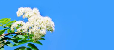 Parlak mavi arkaplan üzerinde beyaz çiçek açan kürek ağacı dalı yakın plan. Pankart. Boşluğu kopyala.