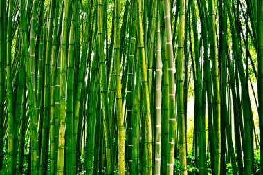 Bambusoideae bamboo forest clipart