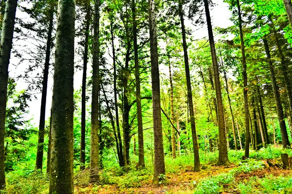 Leuchtend grüner Wald — Stockfoto