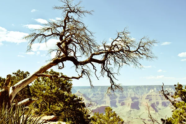 Grand Canyon tree — Stock Photo, Image