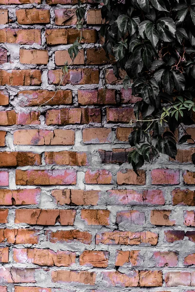テクスチャと背景 （レンガの壁) — ストック写真
