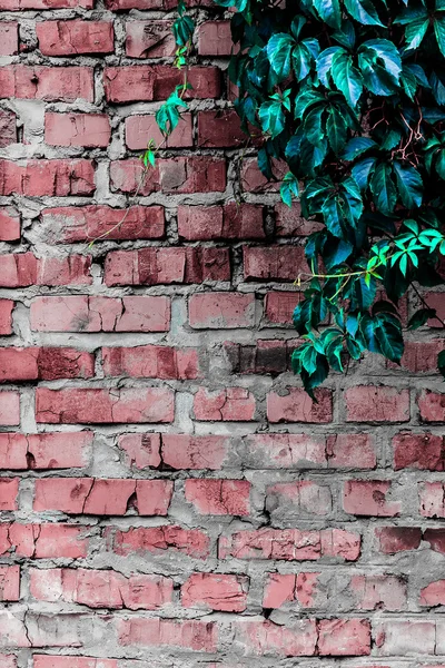 Tekstury i tła (mur z cegły) — Zdjęcie stockowe