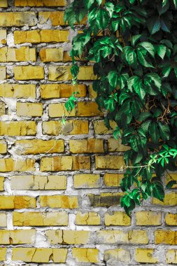 doku ve arka plan (tuğla duvar)