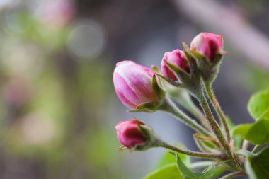 Sabah güzelliği bahar bahçesi tomurcuğu