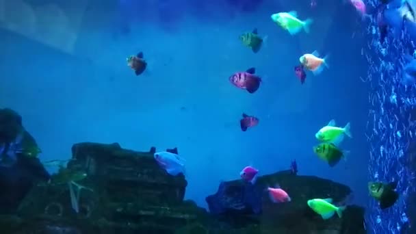 Підводний світ акваріумної риби на синьому фоні . — стокове відео